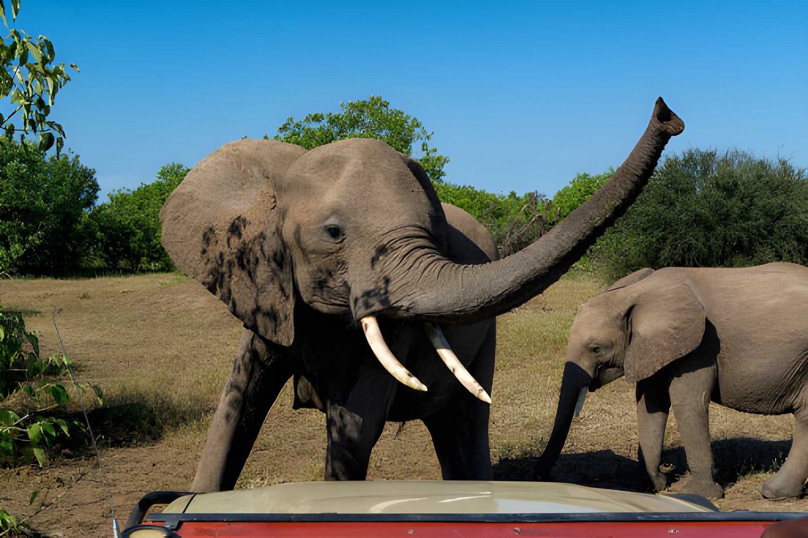 9-Day Big Five Signature Safari: Tracks of Legends