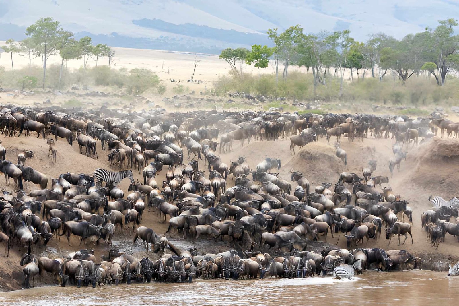 7-Day Serengeti Wildebeest Migration Safari