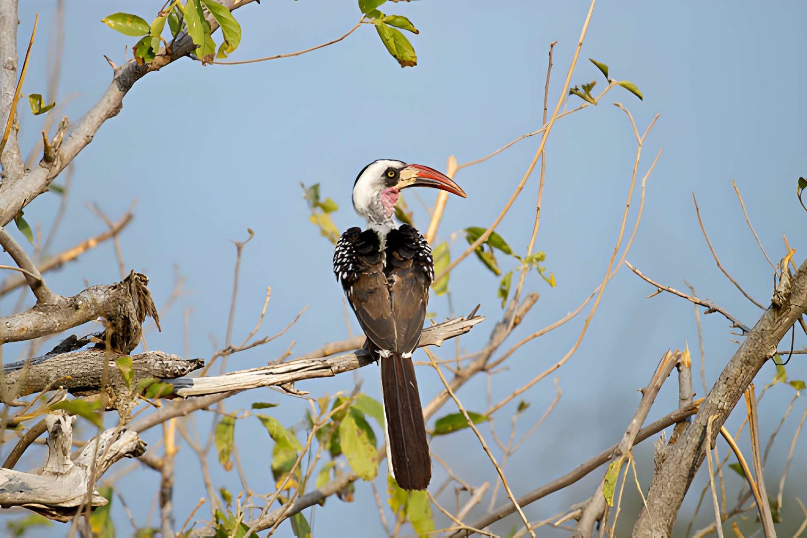 13-Day Southern Circuit: Selous, Mikumi, Udzungwa & Ruaha