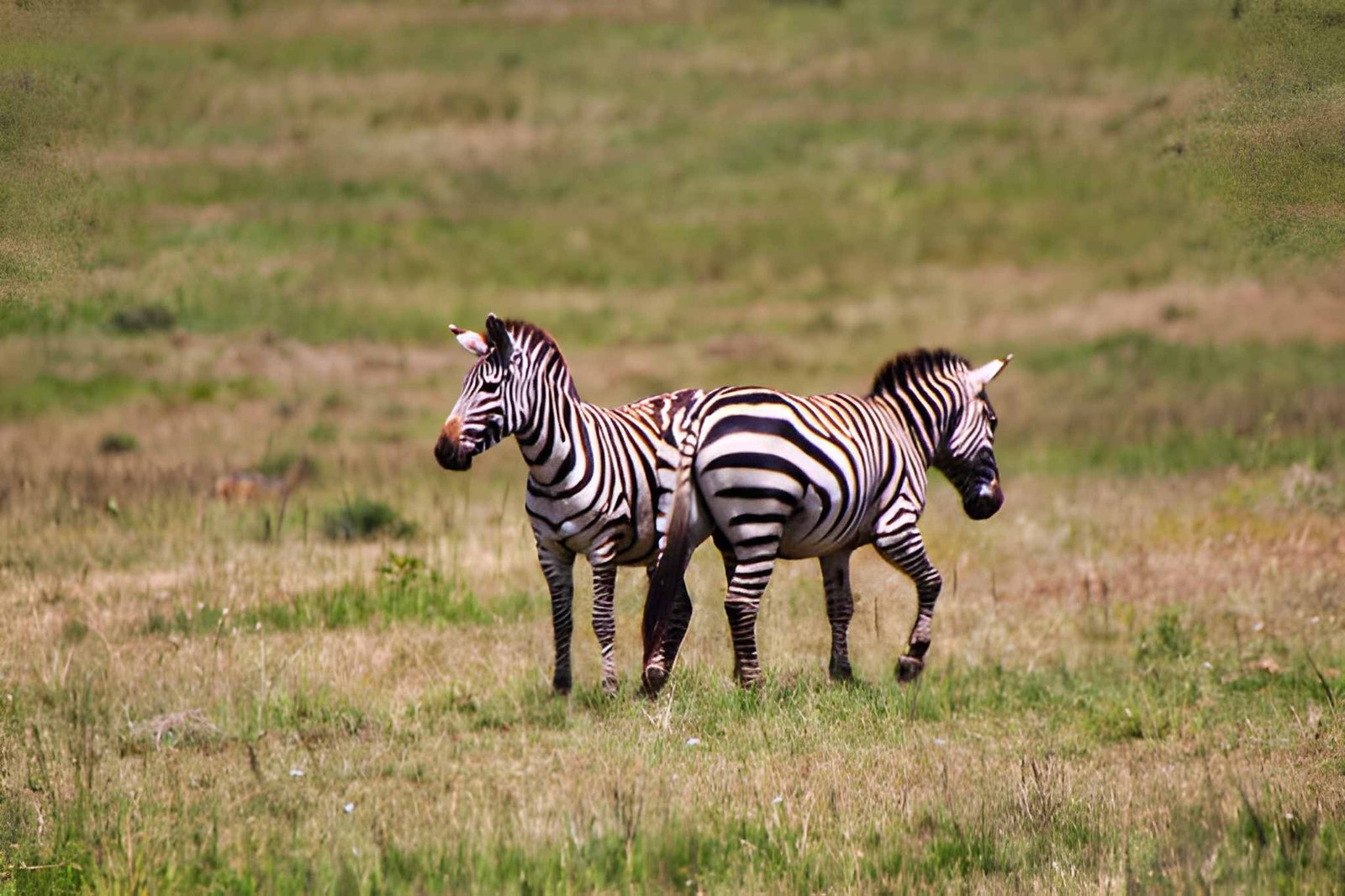 5-Day Tanzania Luxury Safari: Discover Tanzania's Splendor