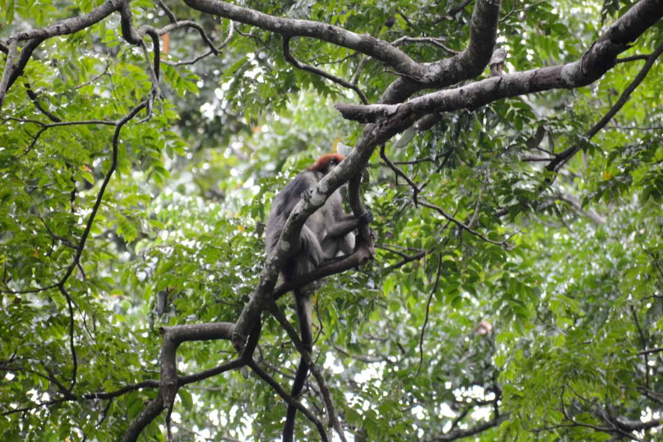 Udzungwa Mountains National Park