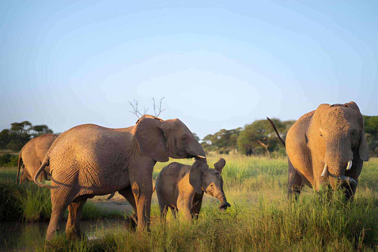 13-Day Tanzania Wild North