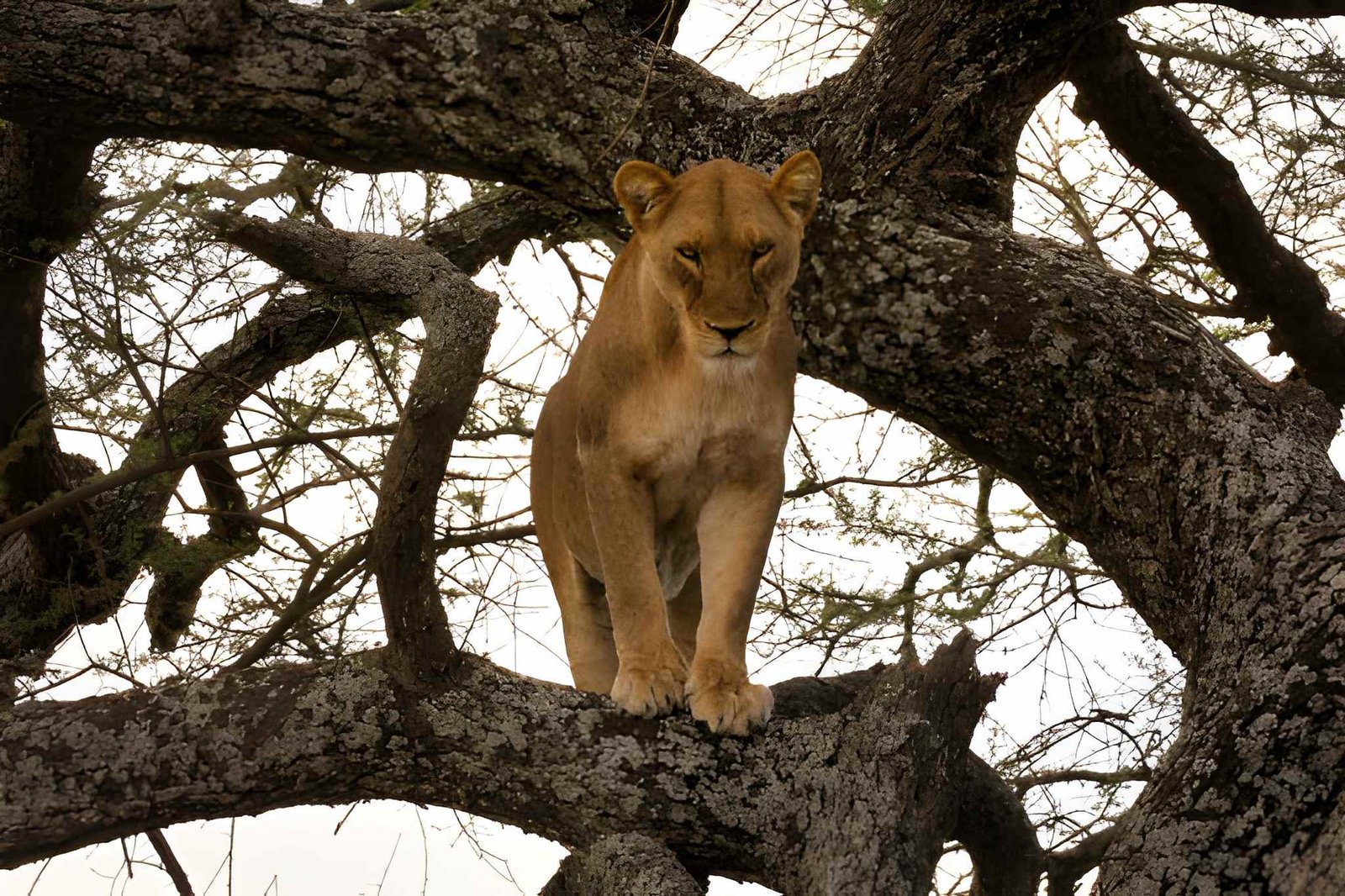Lake Manyara National Park