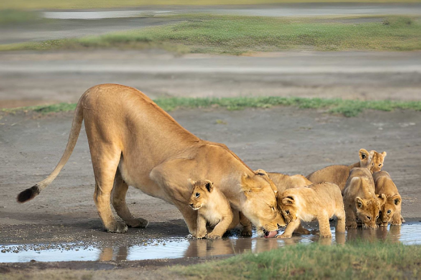 Ngorongoro & Empakaai Craters Helicopter Package