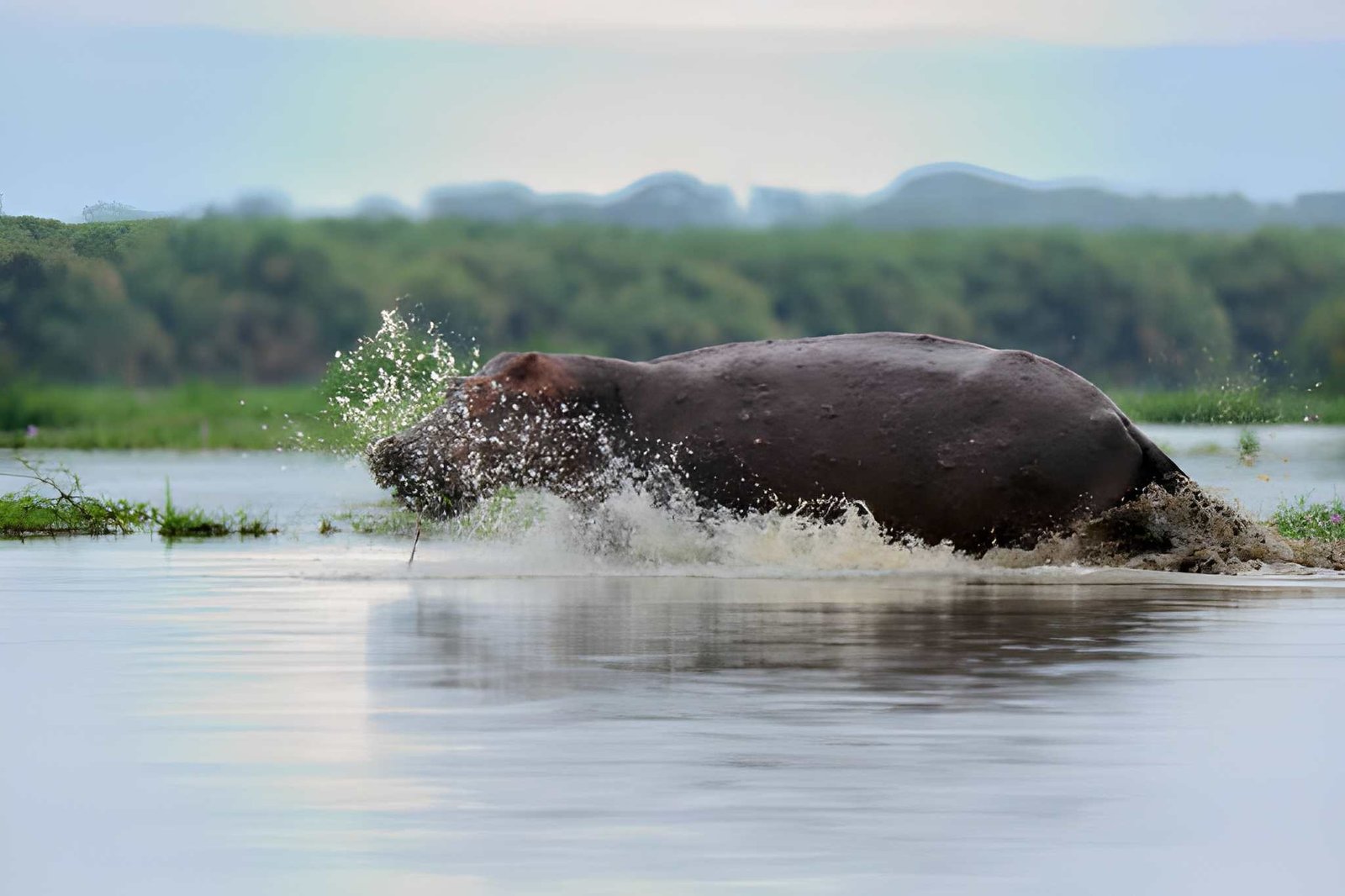 5-Day Uganda (Entebbe Start): Wildlife, Lakes, and Timeless Landscapes