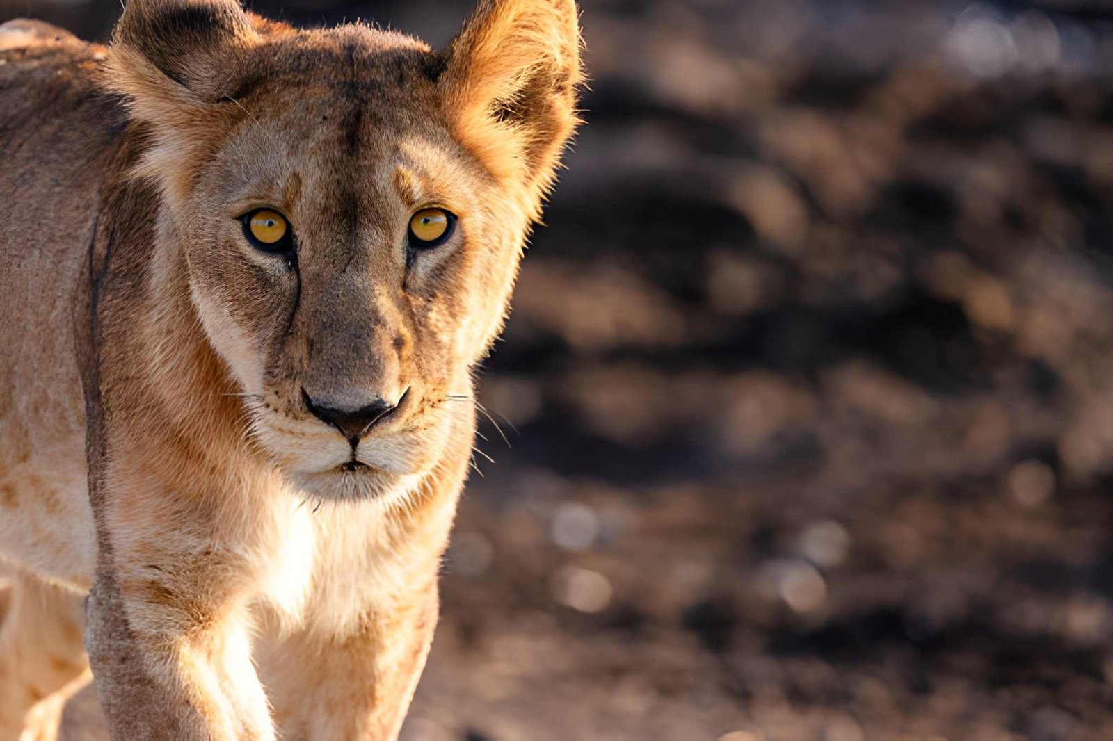 5-Day Big 5 Safari Tours