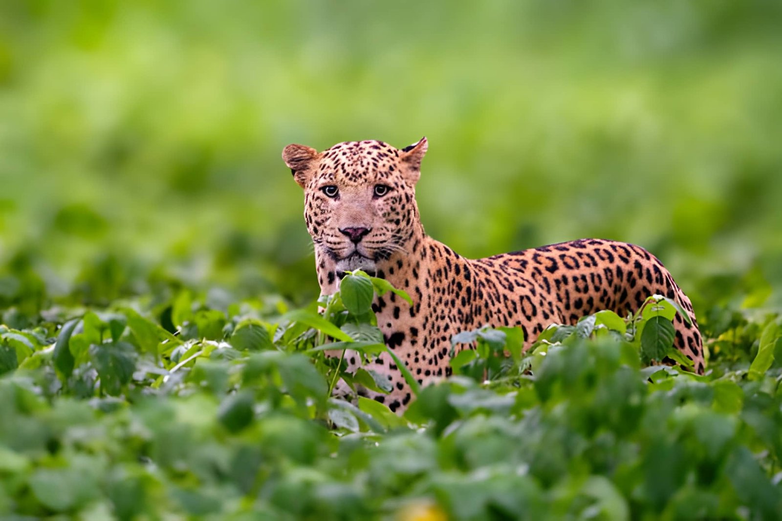 The Ultimate Big 5 Safari Experience
