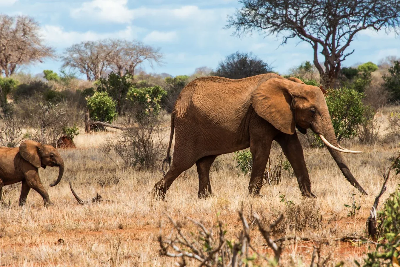 Tsavo East National Park