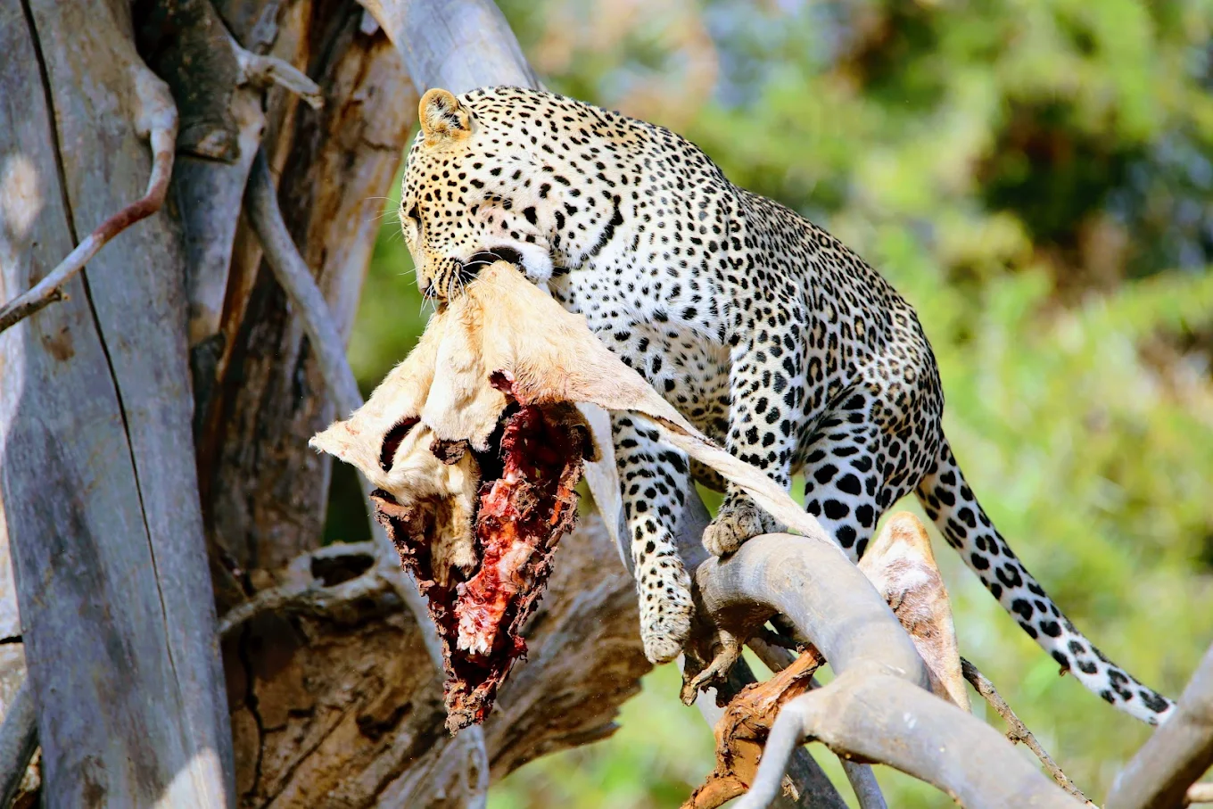 Samburu National Reserve