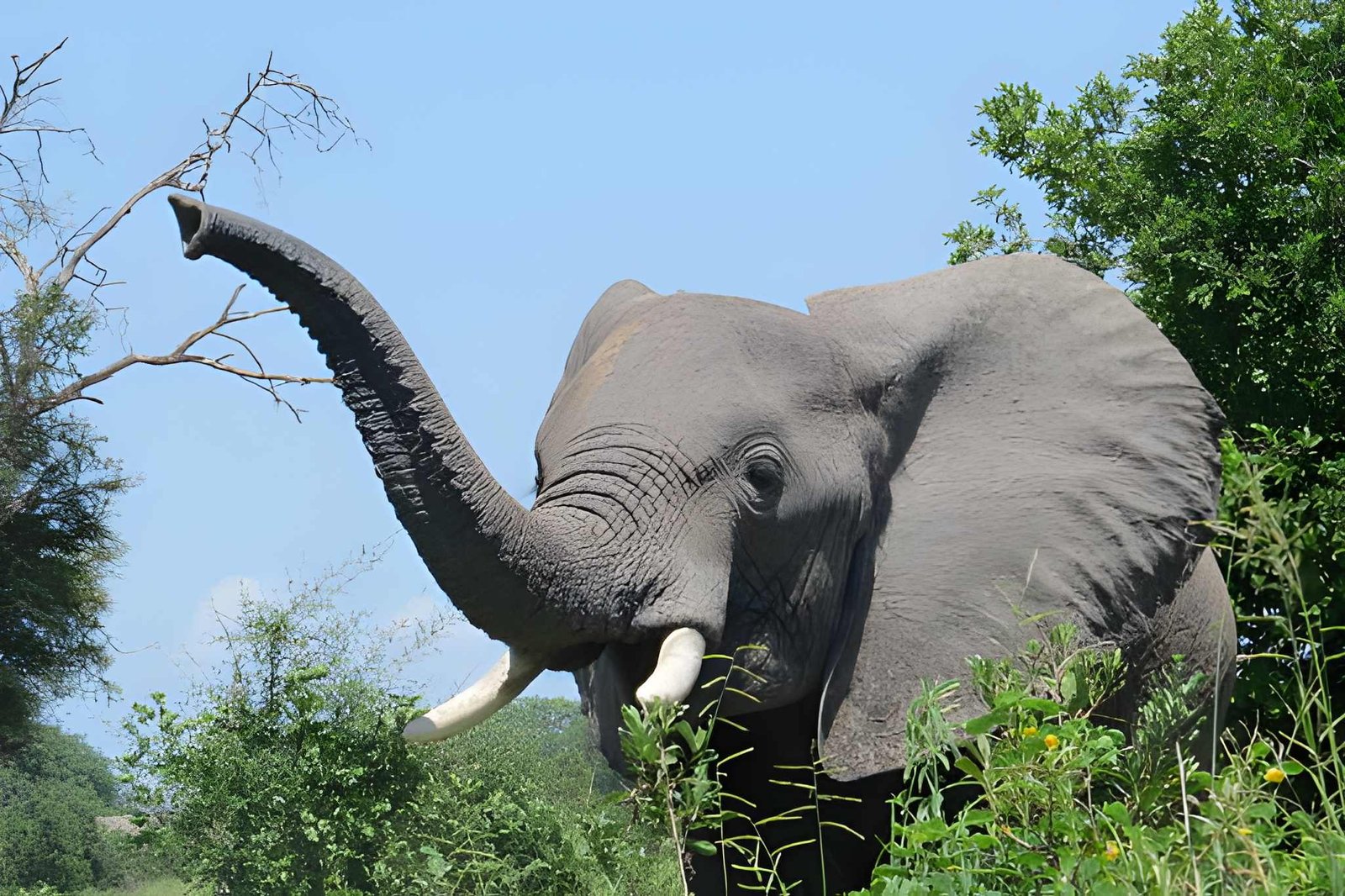 8-Day Southern Circuit: Selous & Ruaha