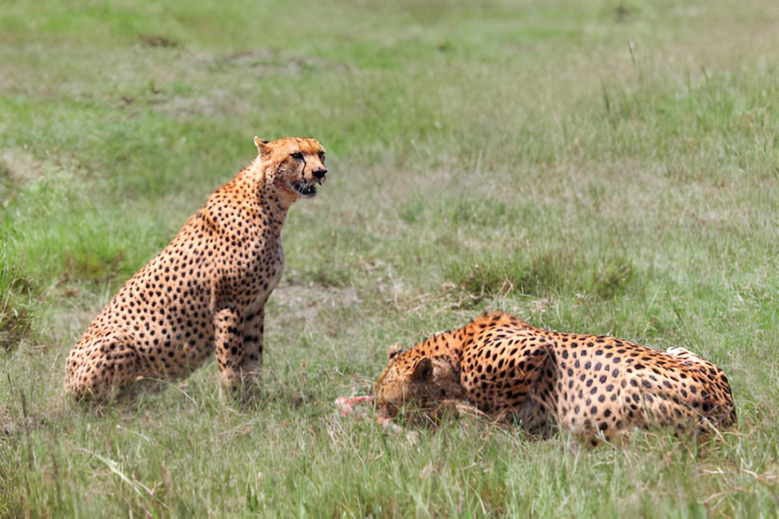 Southern Serengeti Scenic Flight