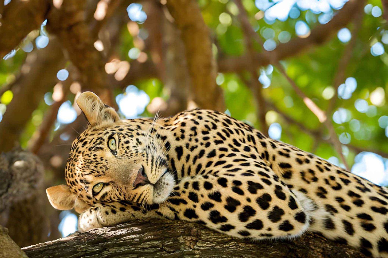 10-Day Great North Safari Experience