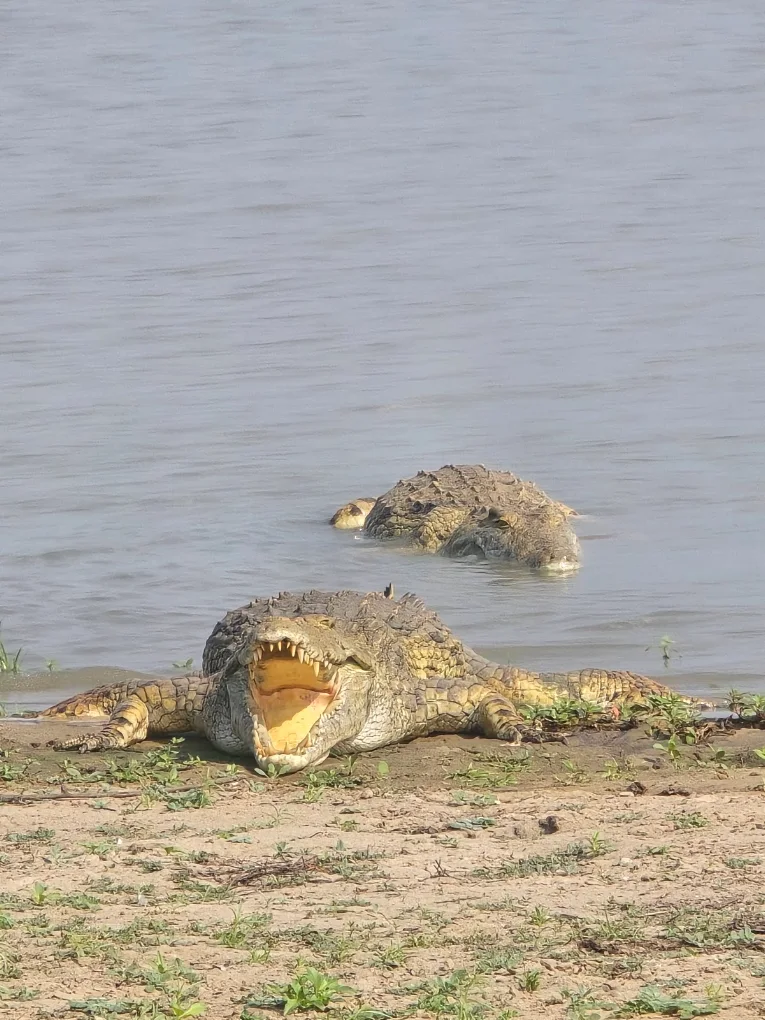 Rufiji River Camp