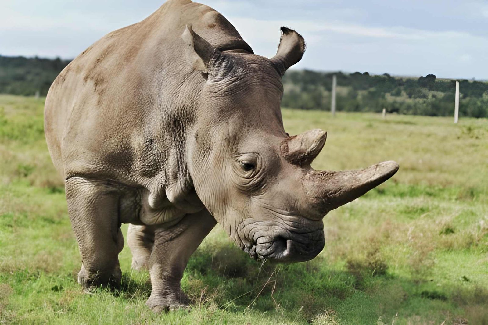 11-Day Kenya Buffalo Safari: The Wild Horns of Kenya