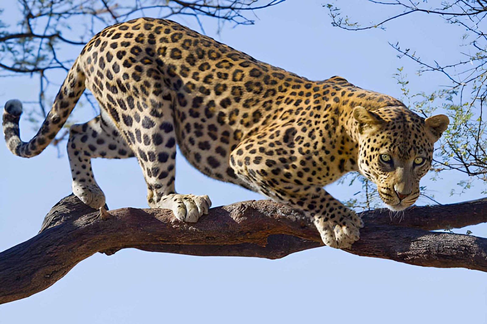 12-Day Kenya & Tanzania: East Africa Splendor