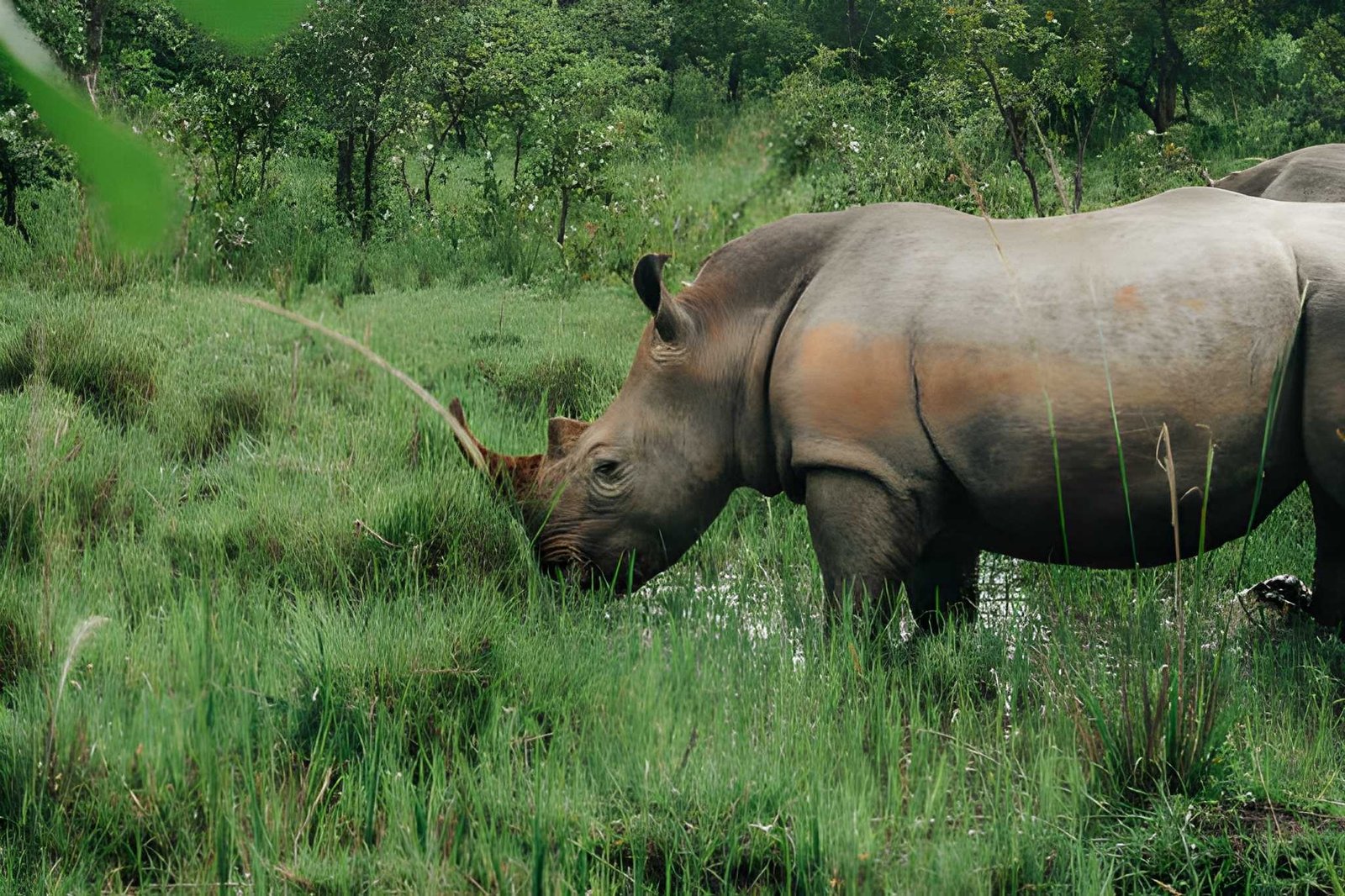 6-Day Uganda (Entebbe Start): Primates, Savannas & Cultural Trails
