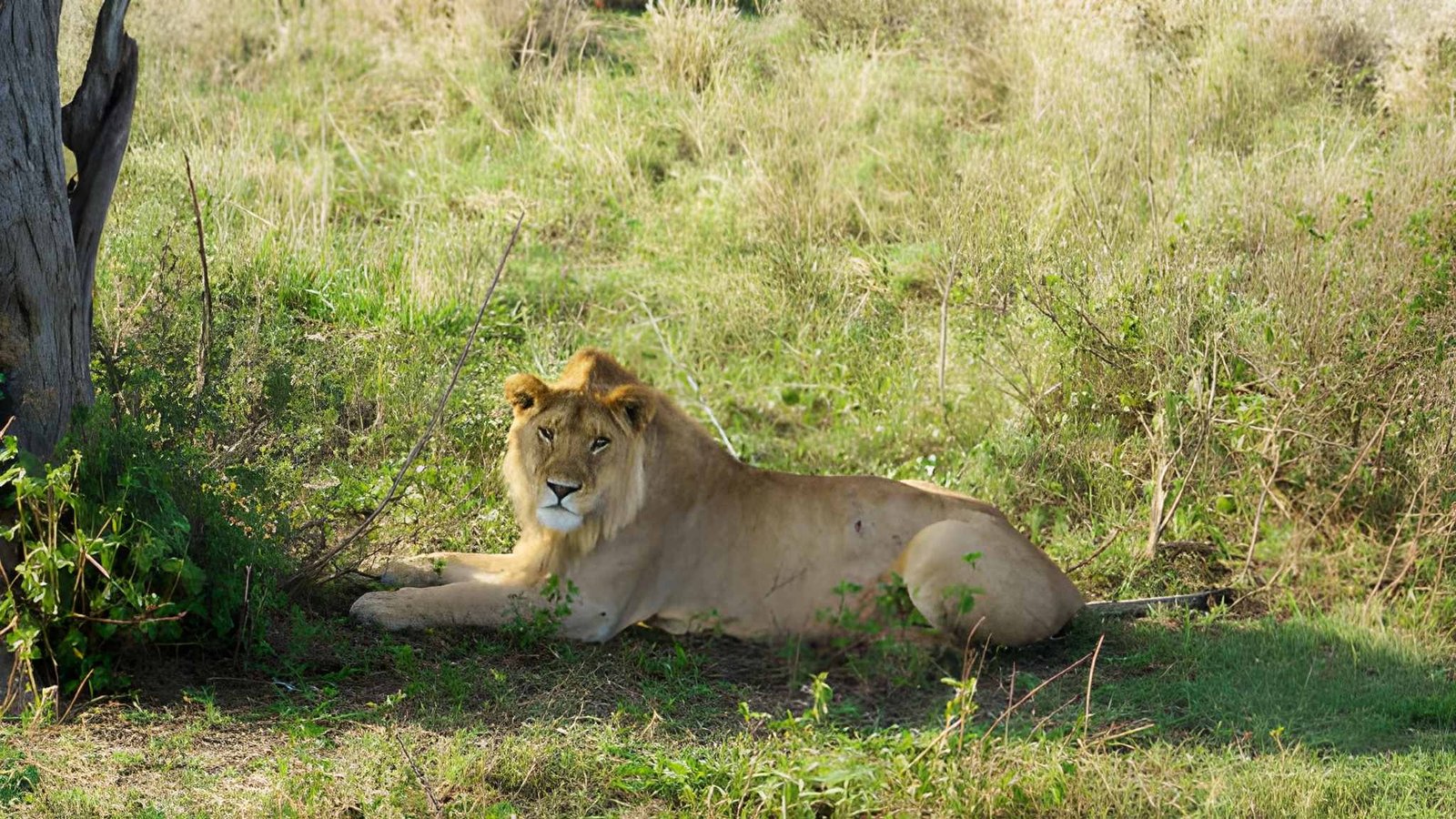 10-Day Best of Kenya & Tanzania: Vast Grasslands Safaris