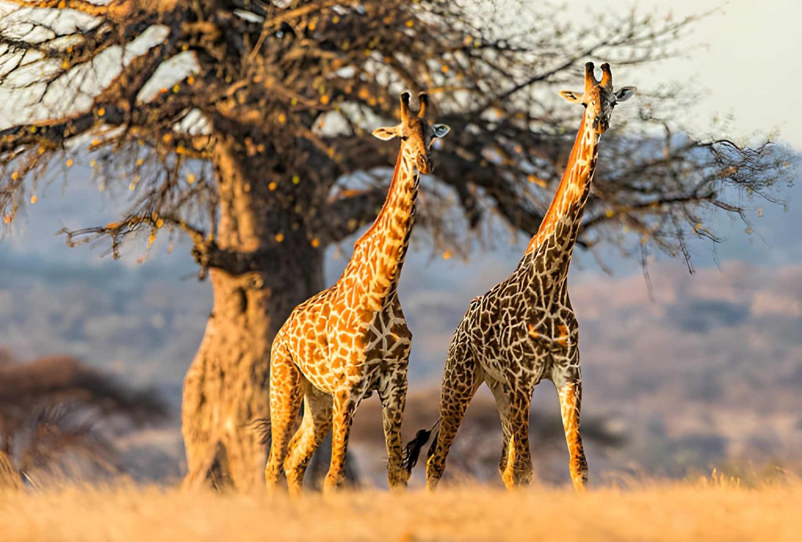 6-Day Northern Tanzania Marvels