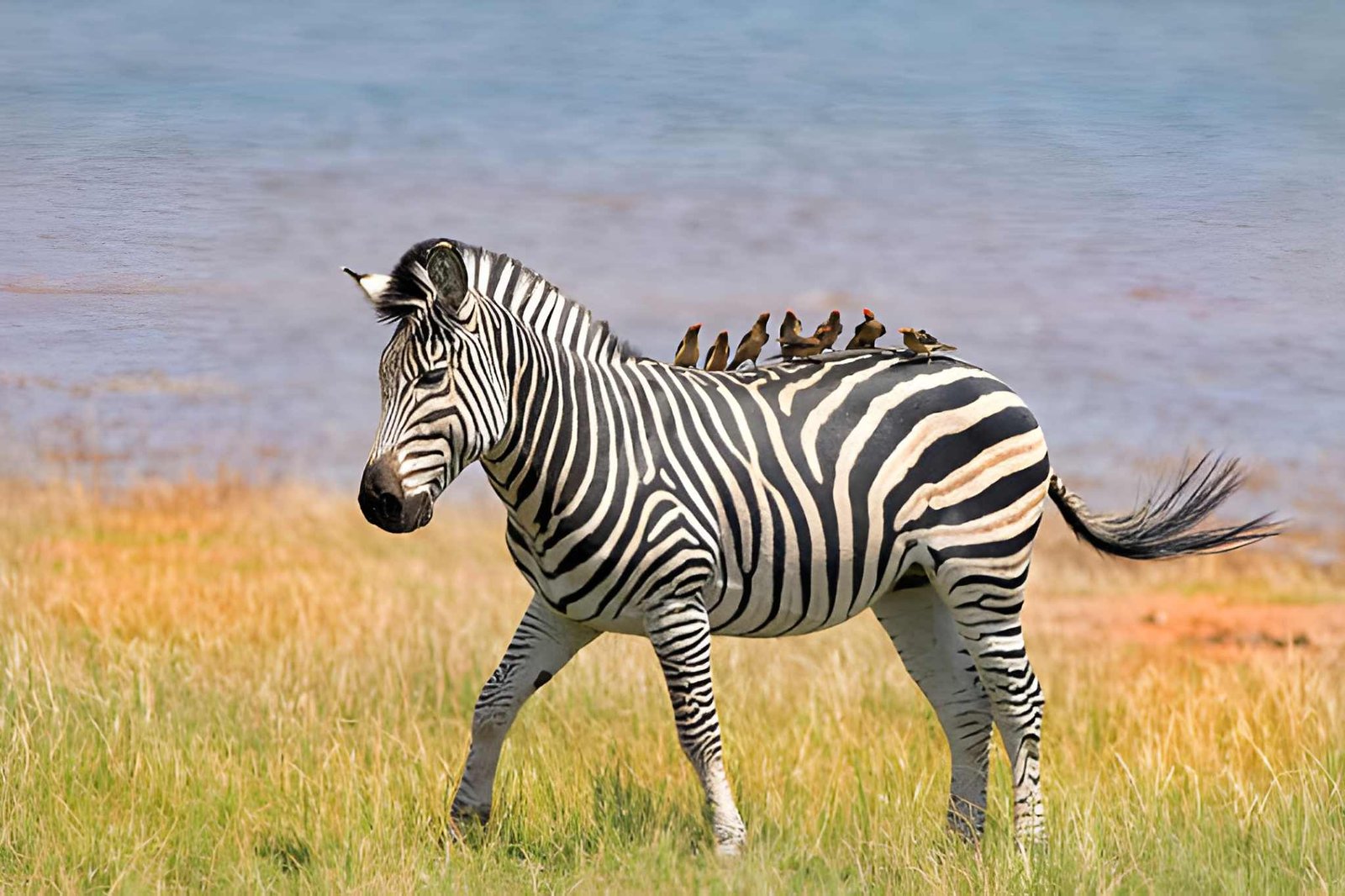 13-Day Kenya & Tanzania: The Spirit of African Safari