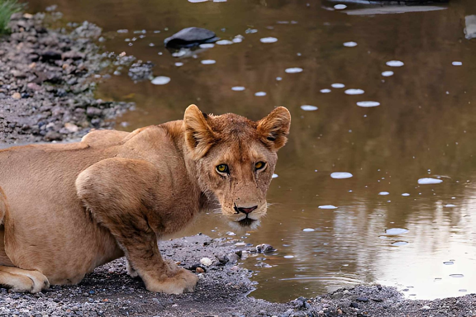 3-Day Big 5 Safari