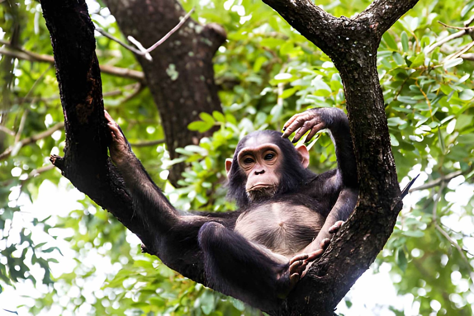 10-Day Western Circuit: Gombe, Mahale & Kigoma