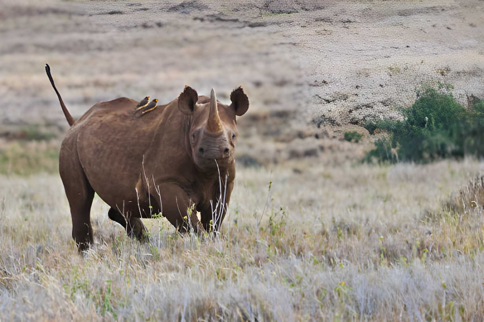 7-Day Big 5 Safari Tour