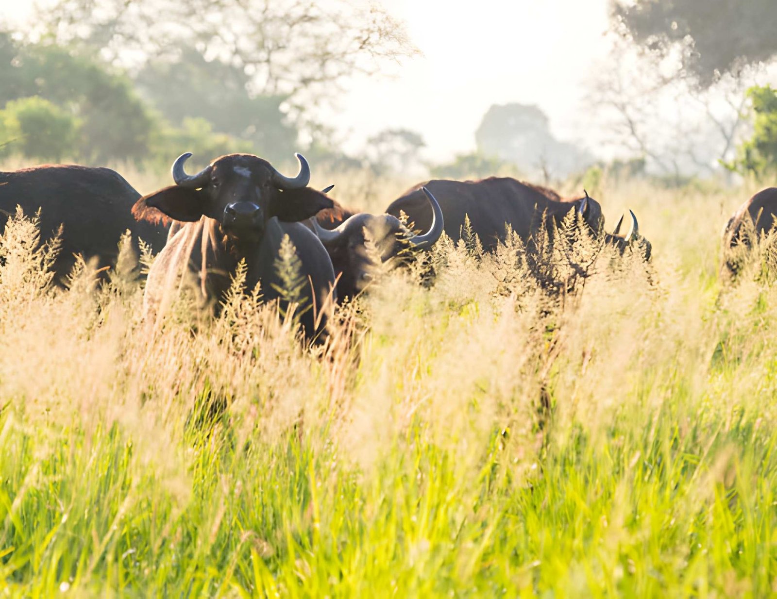 8-Day Southern Circuit: Mikumi, Ruaha & Selous