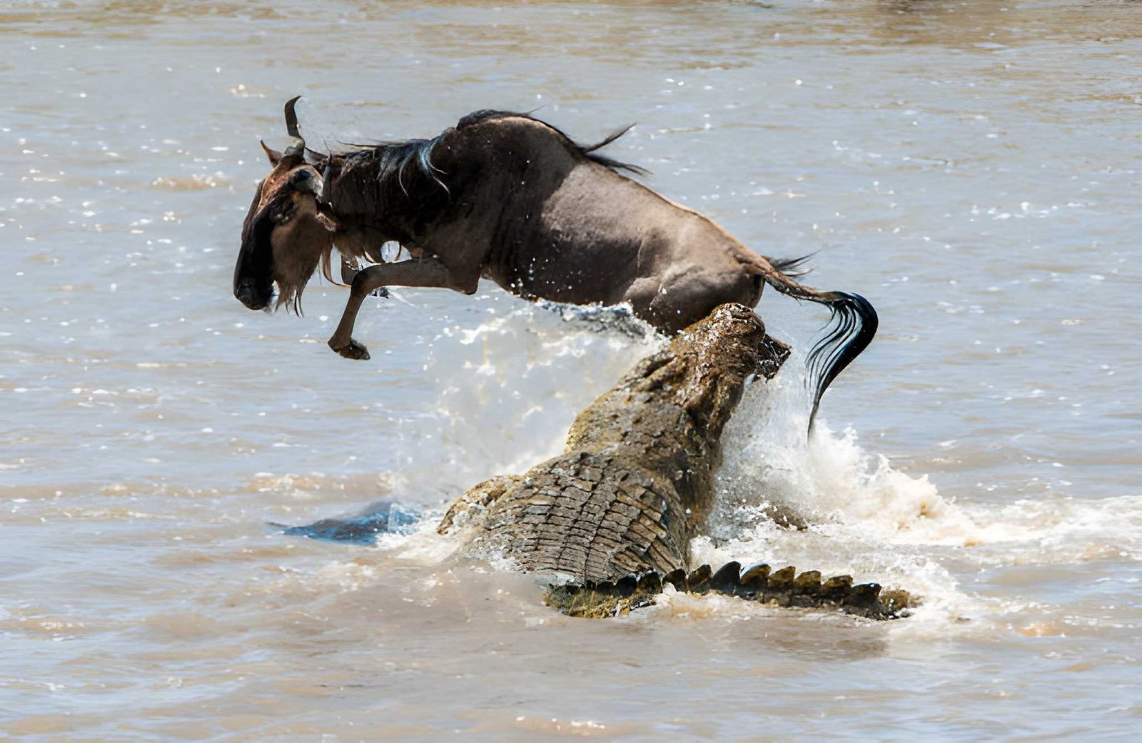10-Day Serengeti Wildebeest Migration Safari