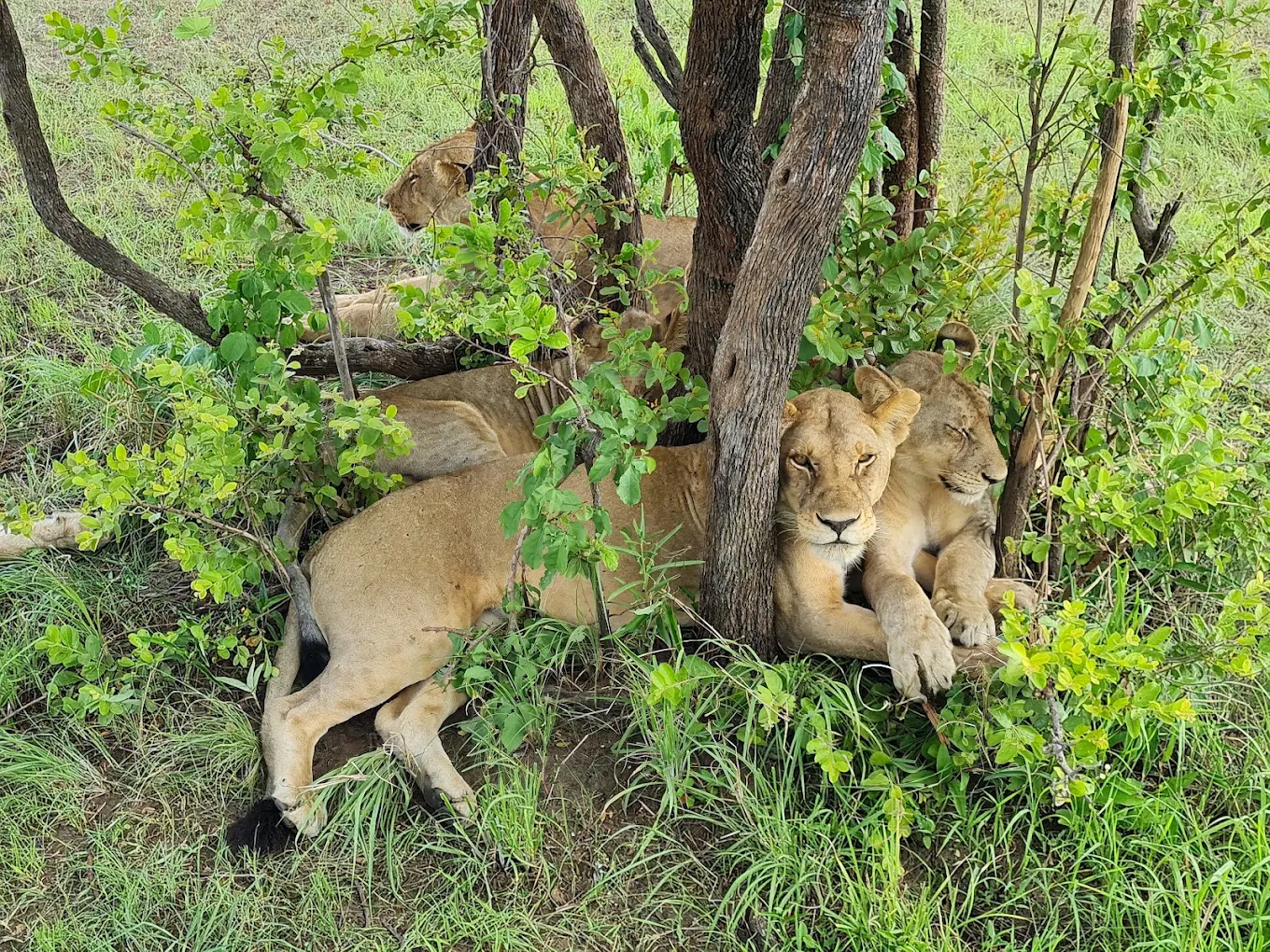 Mikumi National Park