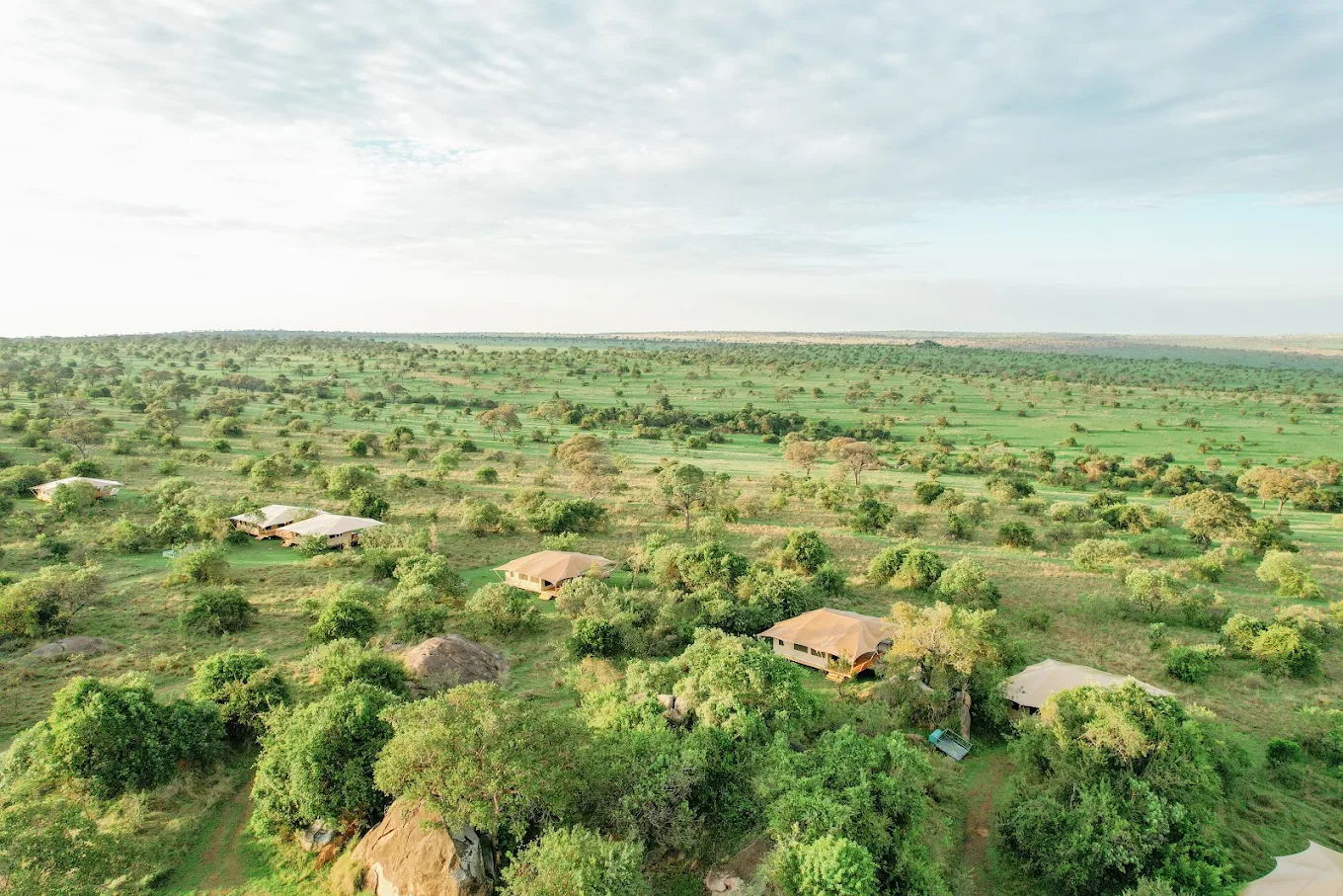 Serengeti Bushtops