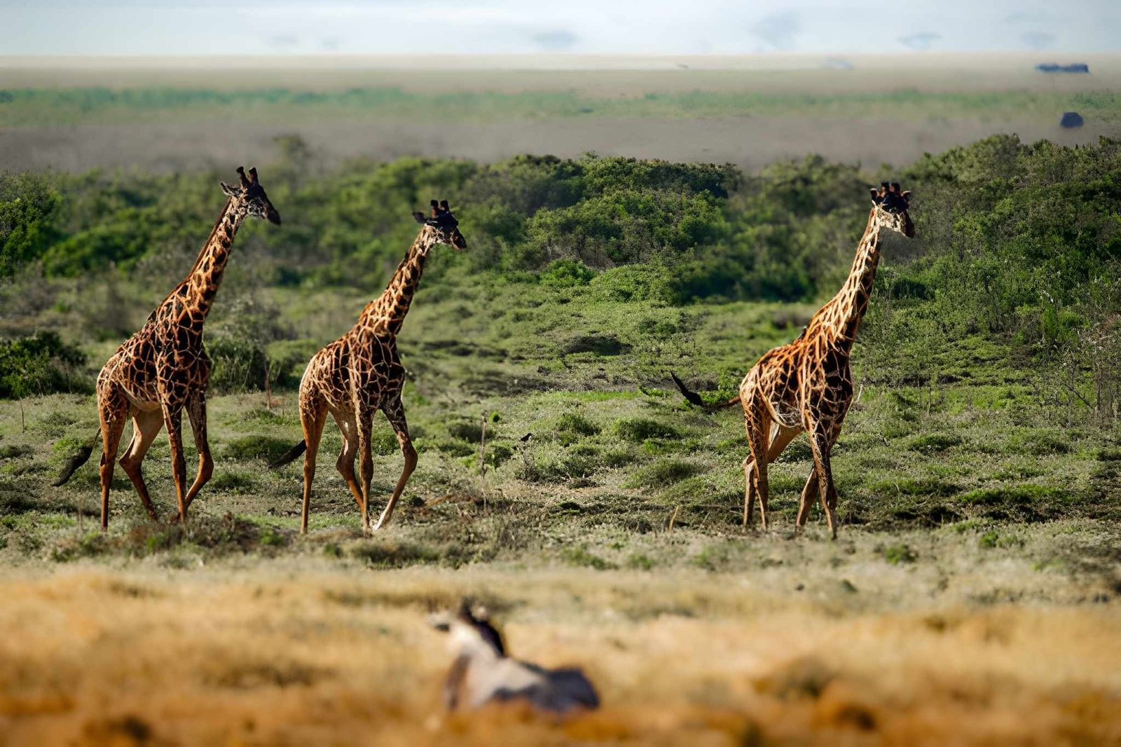 15-Day Kenya Road Trip: The Magical Kenya Wildlife Odyssey