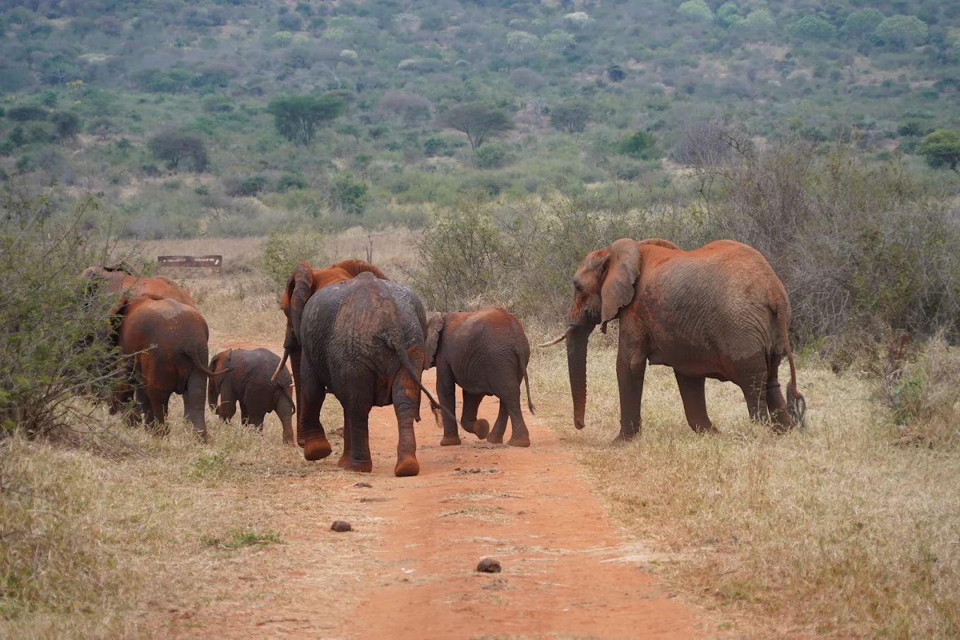 Mkomazi National Park