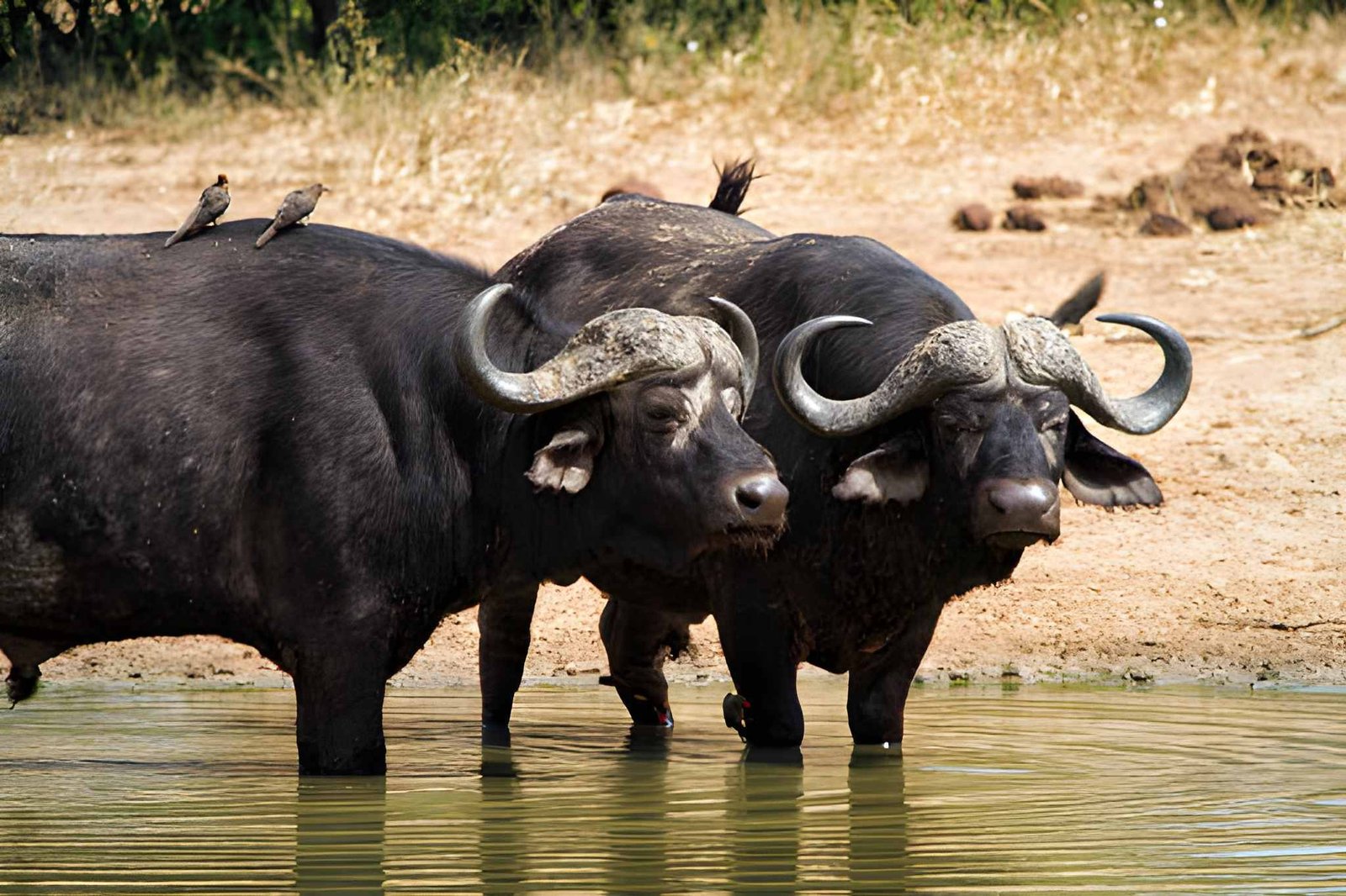 6-Day Buffalo Safari Experience
