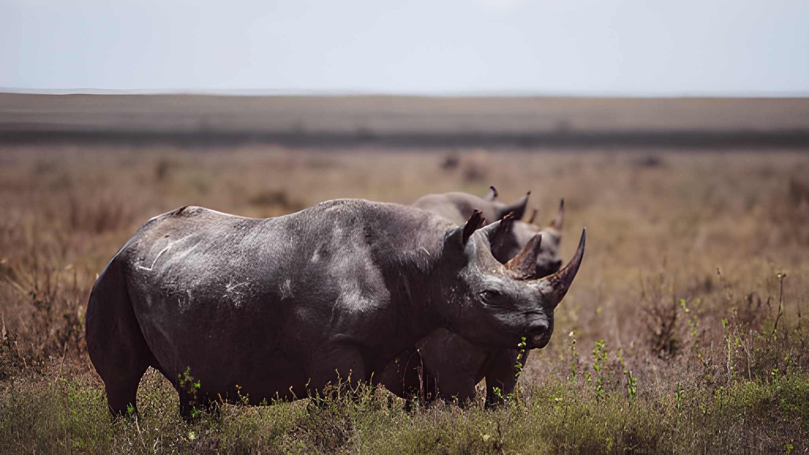 6-Day Big 5 Safari Tour