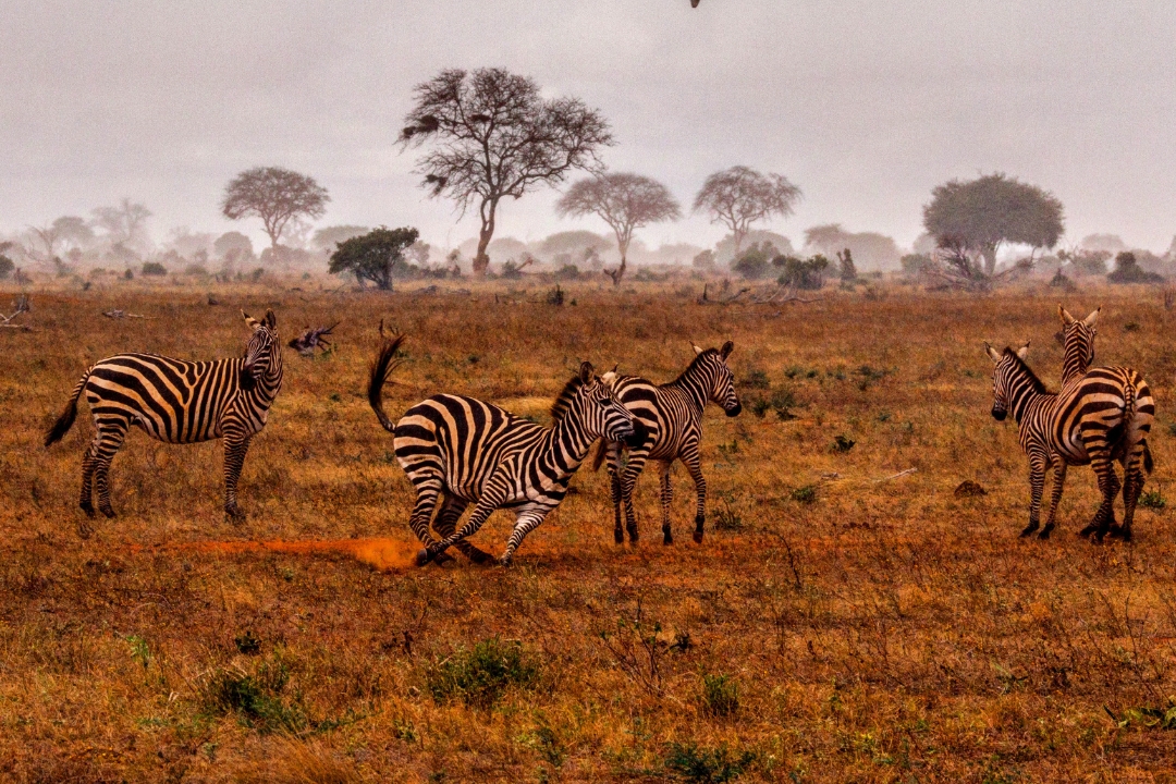 Is East Africa safe for tourists — safari vehicle in the Serengeti