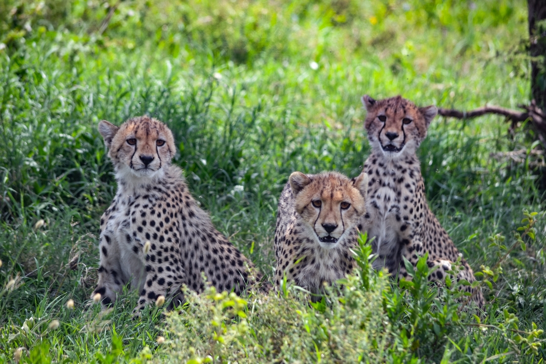 The best time for a Tanzania safari — golden savanna landscape