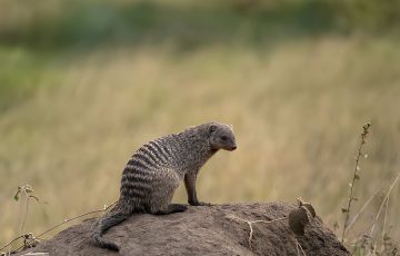 10 Days Best of Kenya & Tanzania Vast Grasslands Safaris