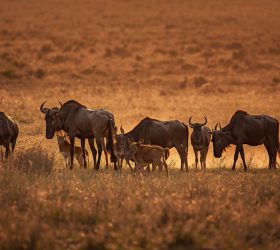 Calving season