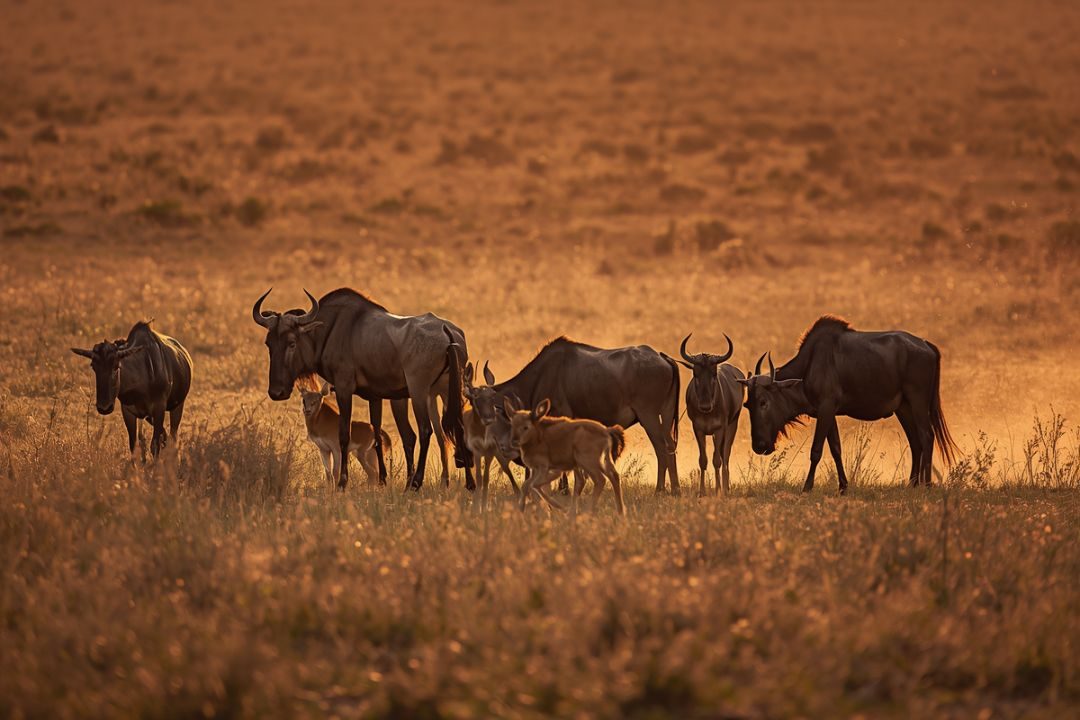 Calving season