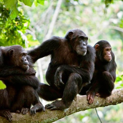 Chimpanzee Trekking (1)