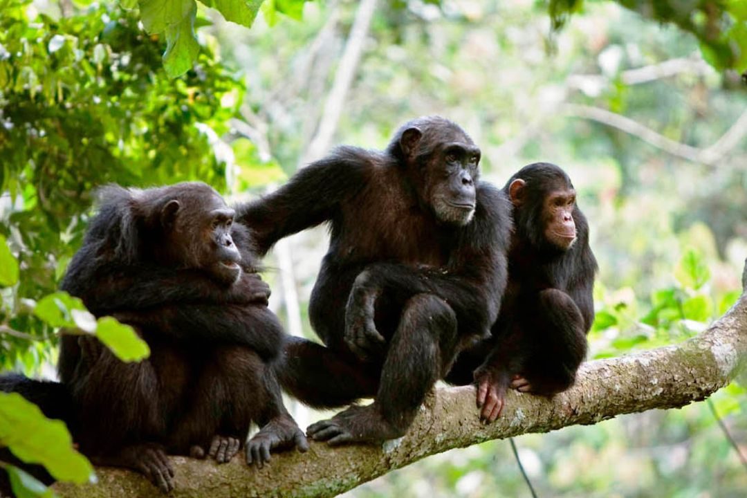 Chimpanzee Trekking (1)