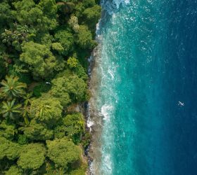 Coastal Forest