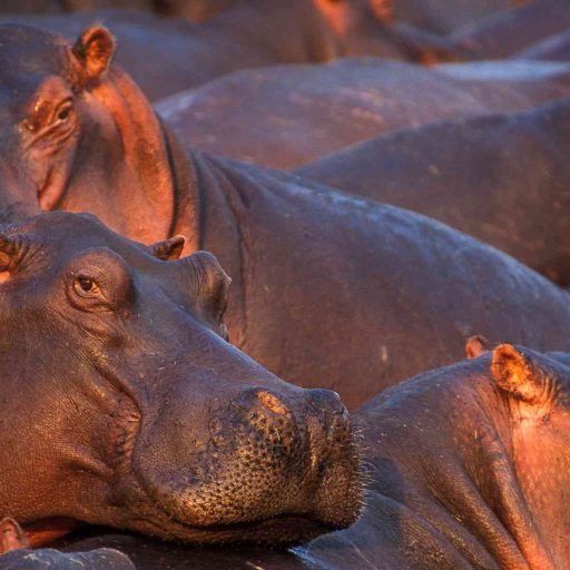 Hippos_in_Katavi_National_Park