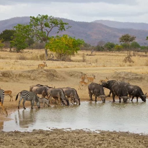 Mikumi-National-Park-safari