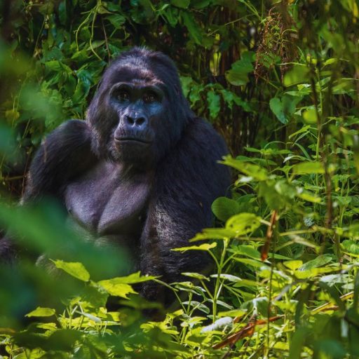 Mountain Gorilla Trekking