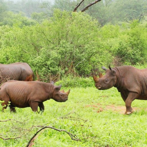 Ngulia Rhino Sanctuary