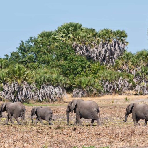 Nyererenationalparksafari