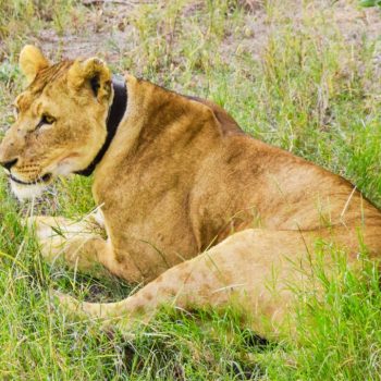 Ol Pejeta Conservancy (1)