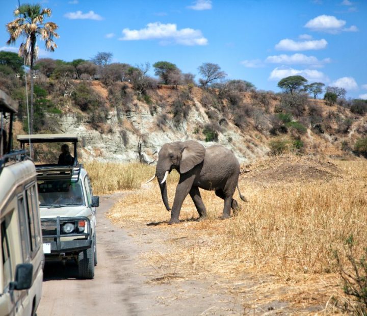 Our Safari Vehicles