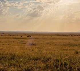 Savanna Plains